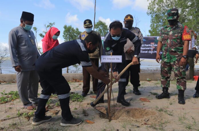Tanam Batang Cemara