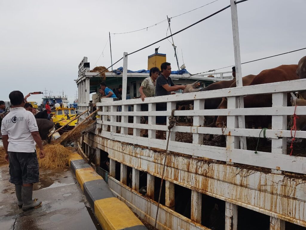 Sapi Lampung Tiba di Batam