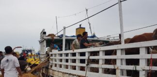 Sapi Lampung Tiba di Batam