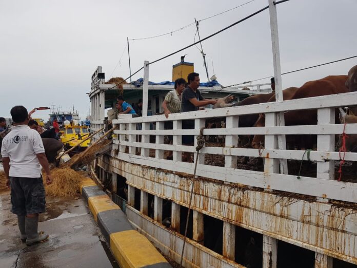 Sapi Lampung Tiba di Batam