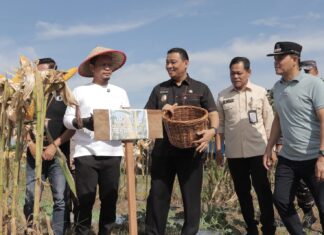 Vidcon Bersama Presiden Prabowo, Wako Pekanbaru Ikuti Panen Raya Jagung Serentak