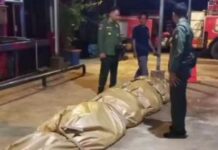 Buaya Super Jumbo Inhil Mati, Isi Perutnya Ada Pisau Hingga Karung Goni