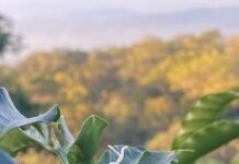 Kosta Rika vs Sumatera Barat: Tanah yang Sama-Sama Subur, Jalan Yang Berbeda