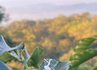 Kosta Rika vs Sumatera Barat: Tanah yang Sama-Sama Subur, Jalan Yang Berbeda