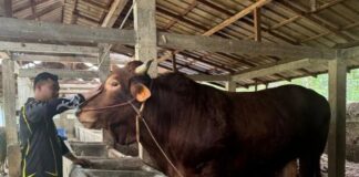 Selesaikan Administrasi Bantuan Sapi Presiden, Peternak Kumpul di Kantor Gubri