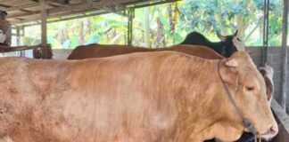 PWI Riau Sembelih 6 Ekor Sapi dan 1 Ekor Kambing