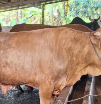 PWI Riau Sembelih 6 Ekor Sapi dan 1 Ekor Kambing
