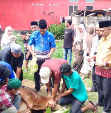 KKB Karimun Kurbankan 3 Ekor Sapi dan 6 Ekor Kambing