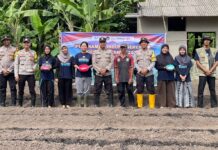 Polsek Jemaja Tanam Jagung Pipil di Lahan 5.000 Meter Persegi 