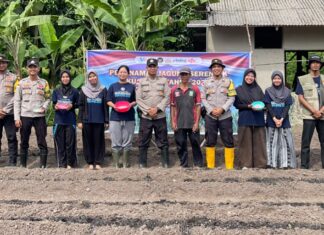 Polsek Jemaja Tanam Jagung Pipil di Lahan 5.000 Meter Persegi 