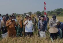 Wagub Kepri Panen Raya Padi di Natuna