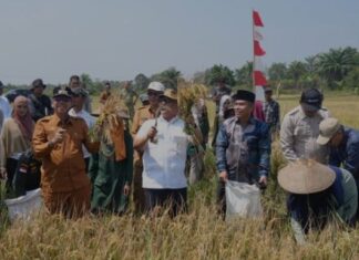 Wagub Kepri Panen Raya Padi di Natuna
