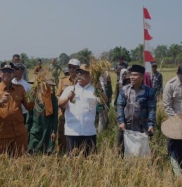 Wagub Kepri Panen Raya Padi di Natuna